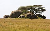 TANZANIA - Serengeti National Park - 347 Kopjies